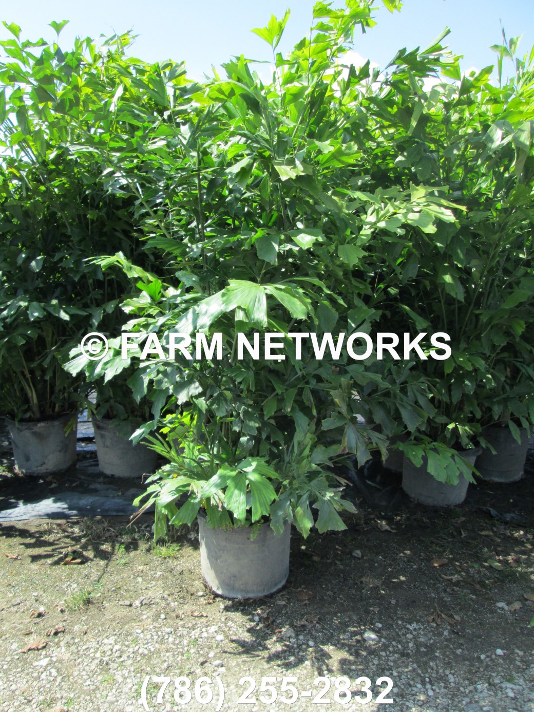 7 Gallon Fishtail Palm