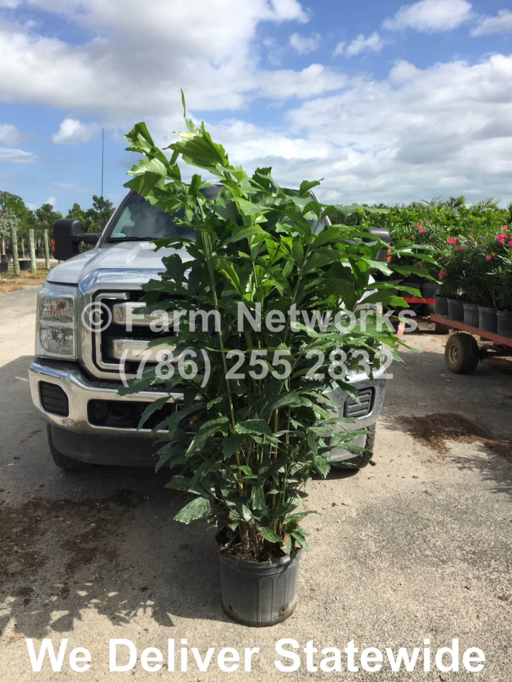 Fishtail Palm Trees-Wholesale