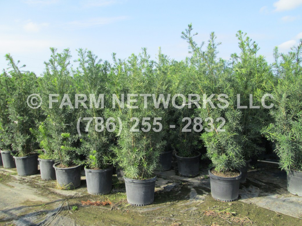 Wholesale Podocarpus