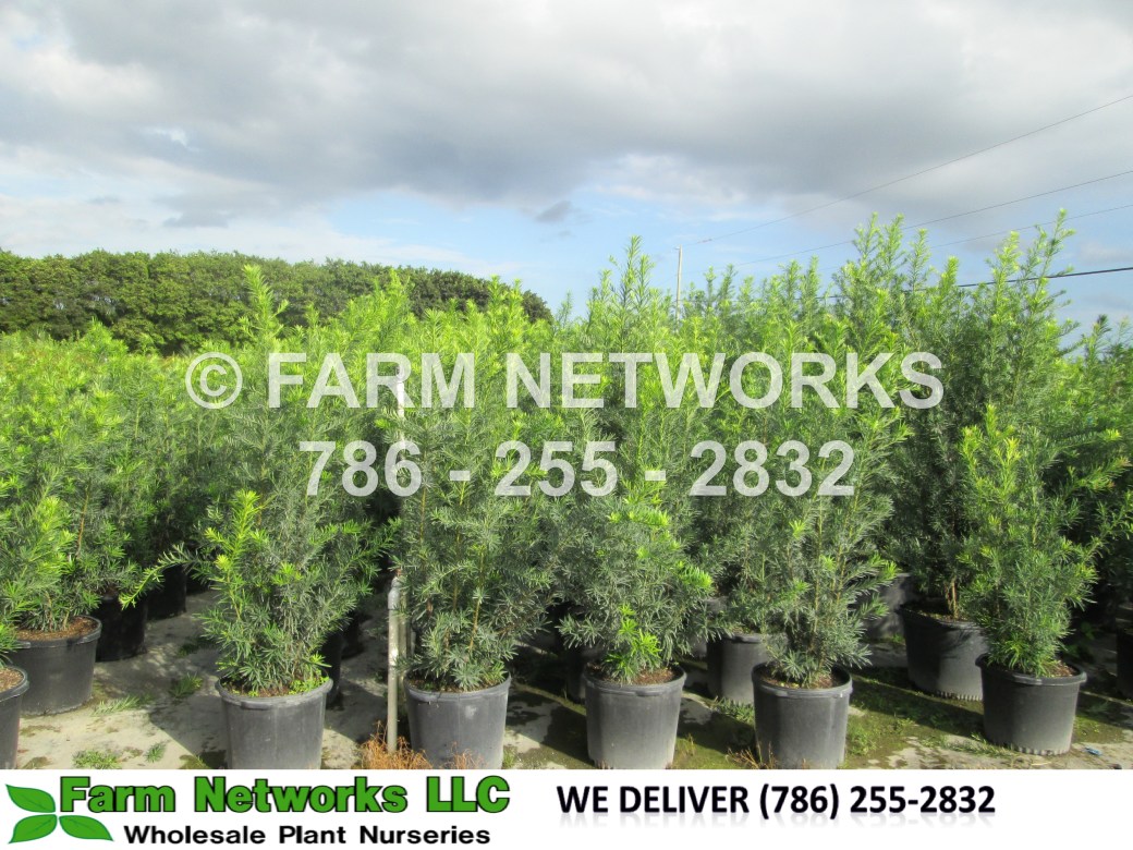 Podocarpus-Boynton Beach, FL