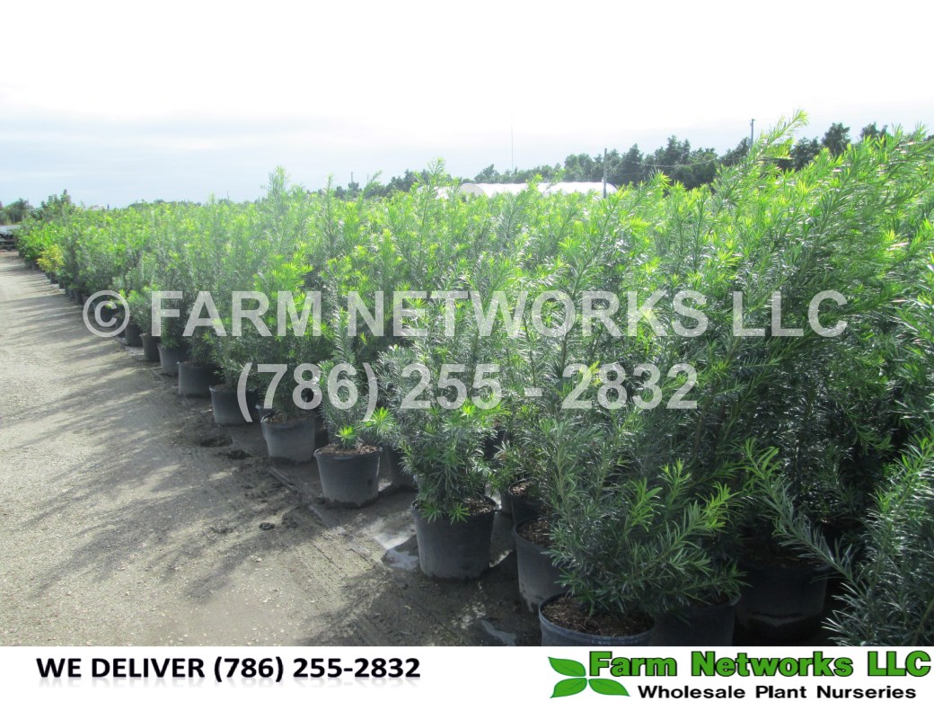 Podocarpus-Fort Lauderdale