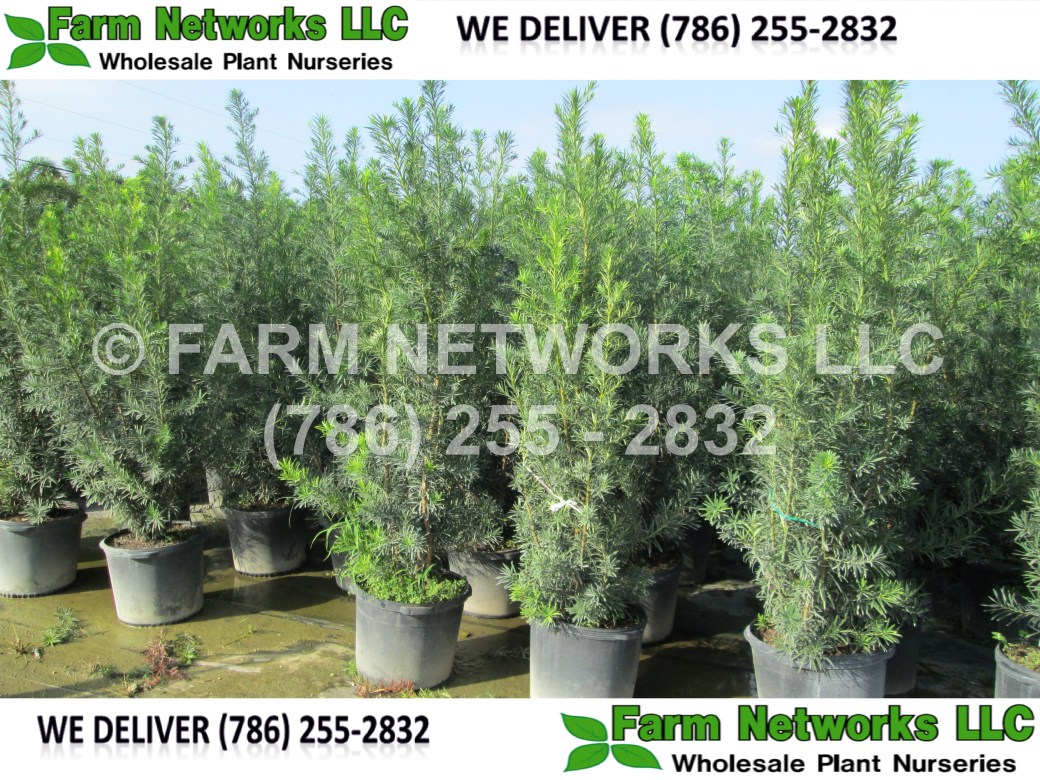 Podocarpus-Hollywood