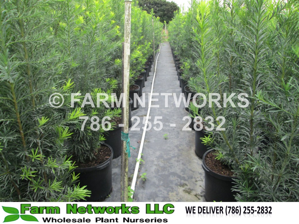 Podocarpus-Homestead