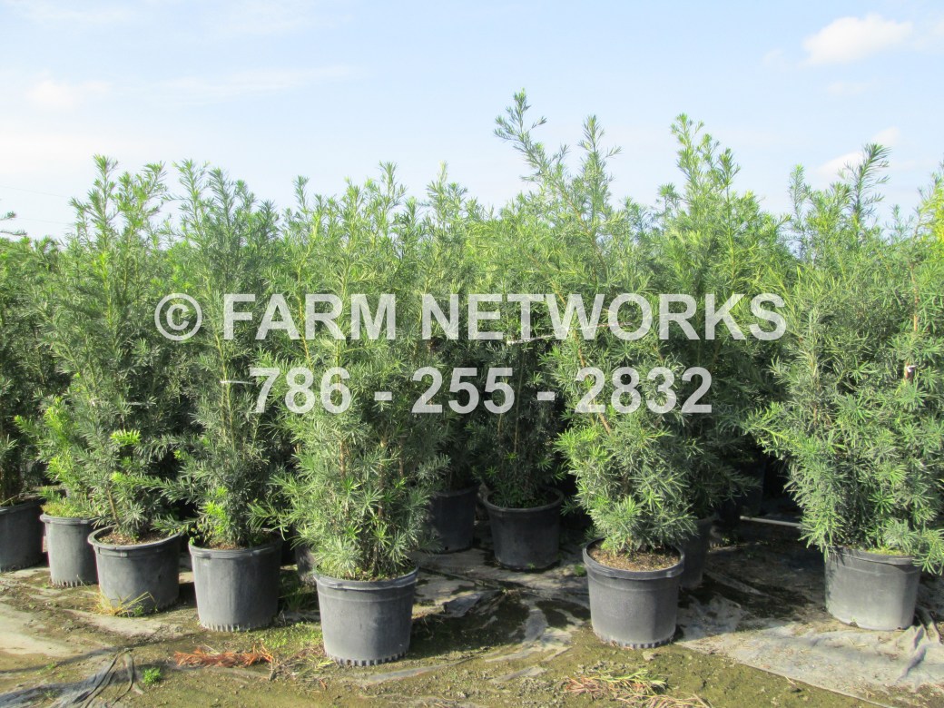 podocarpus macrophyllus