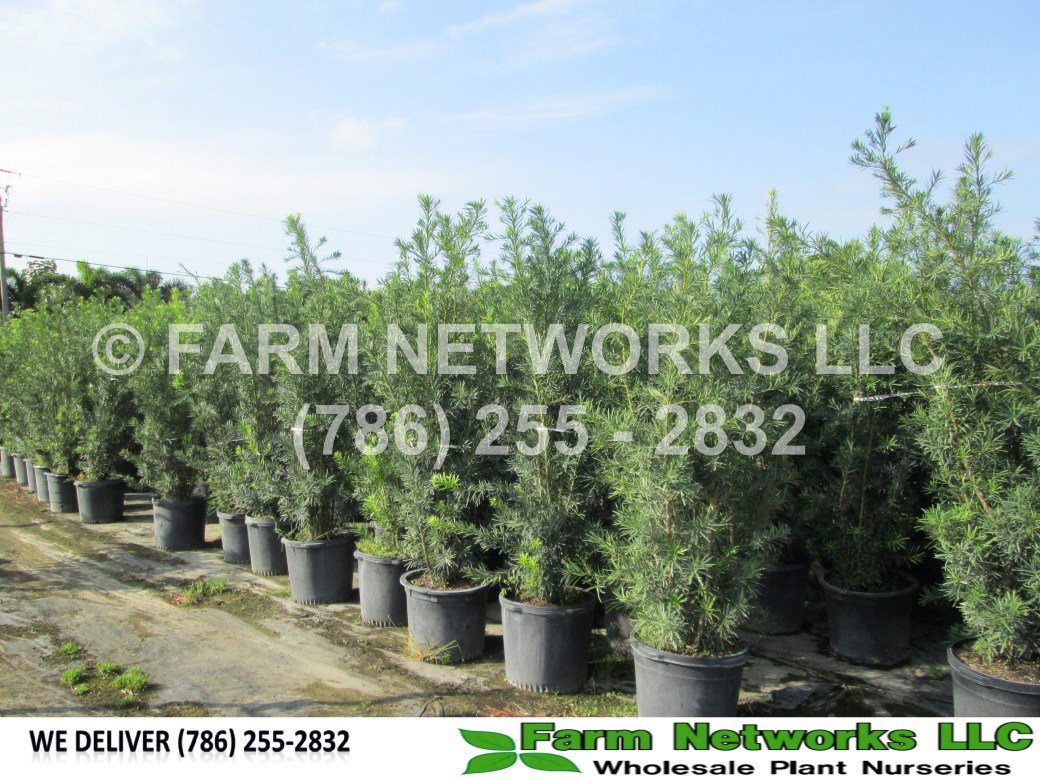 Podocarpus in Homestead