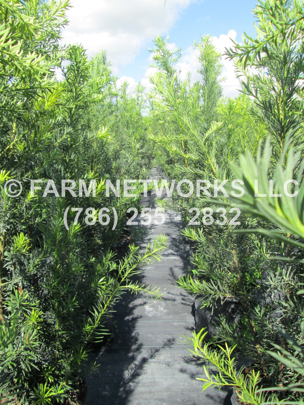 podocarpus plants