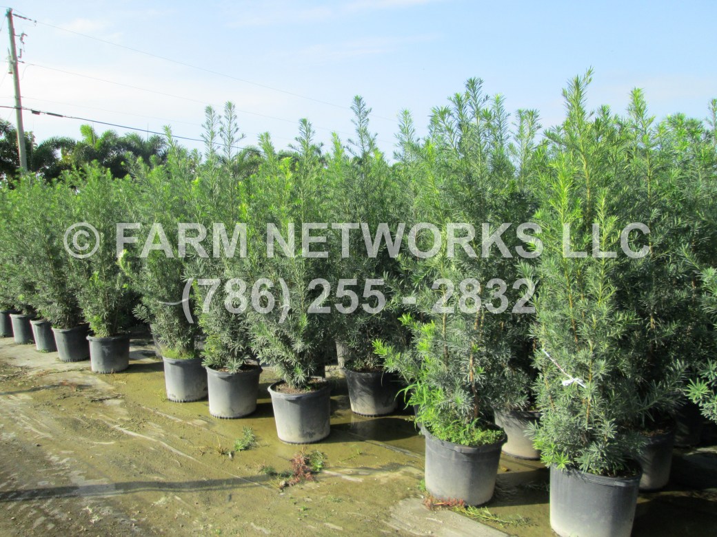 Podocarpus-Orlando, FL