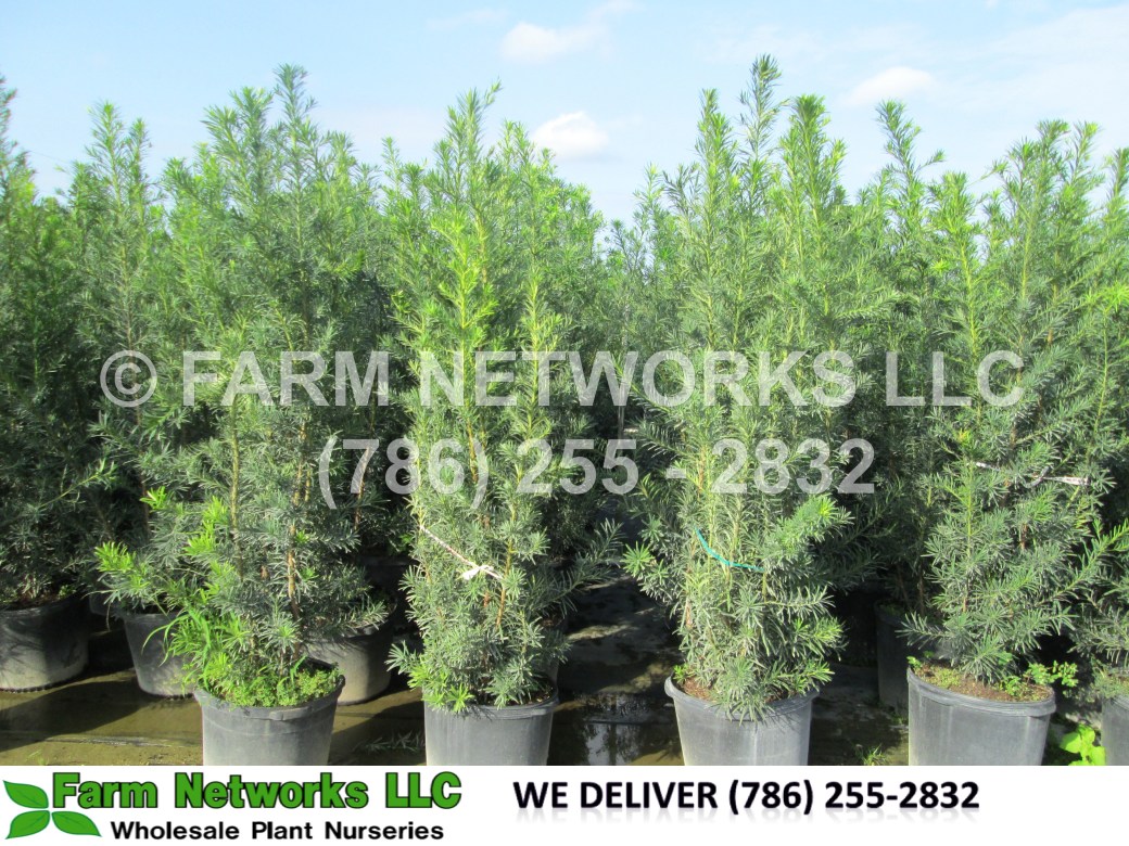 podocarpus-macrophyllus-maki-japanese-yew