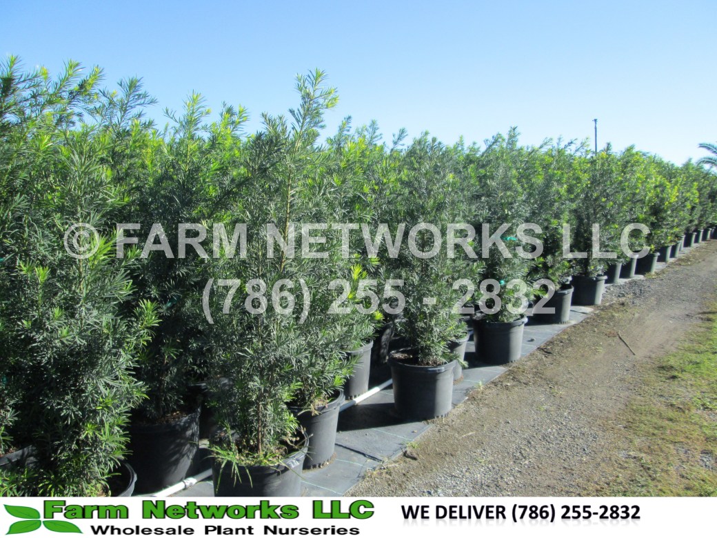 podocarpus-macrophyllus-maki-japanese-yew