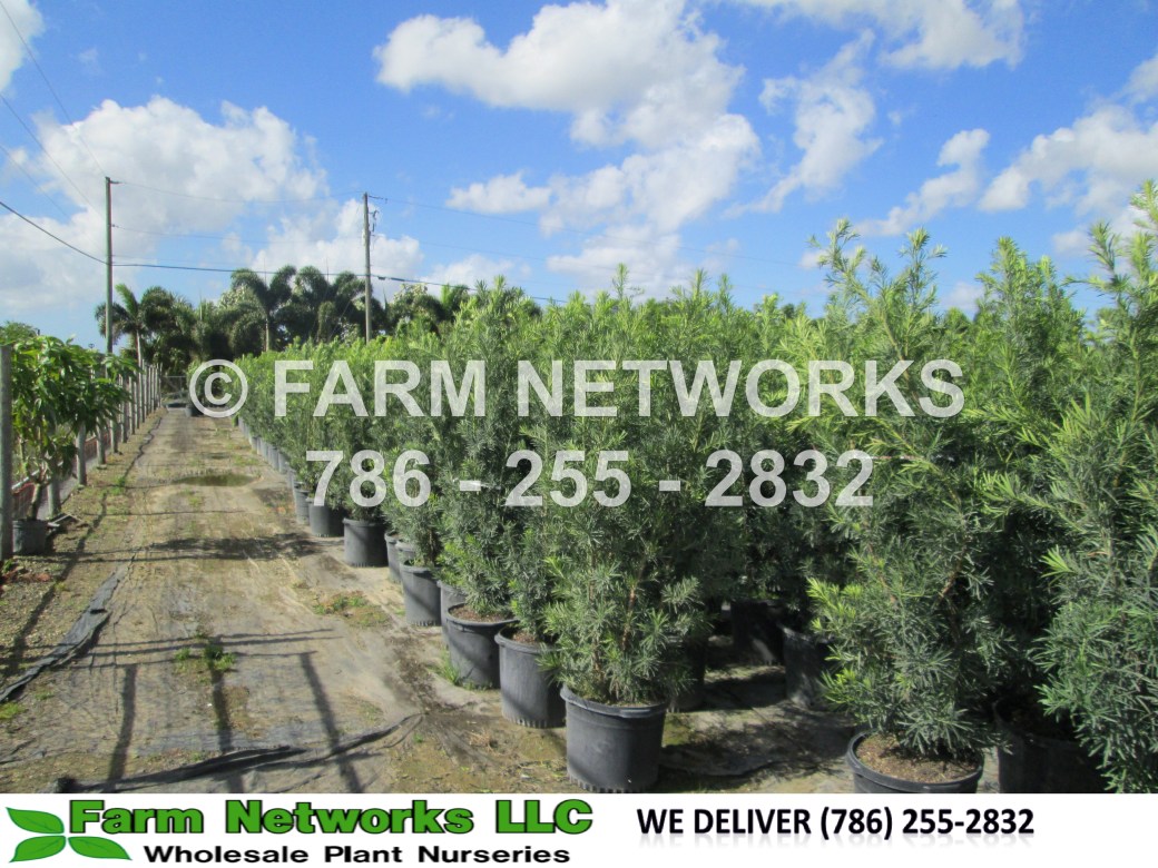 podocarpus-macrophyllus-maki-japanese-yew