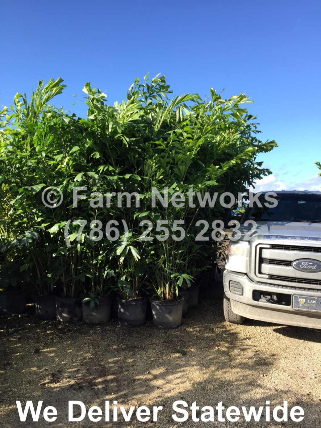 South Florida-Fishtail Palm Trees