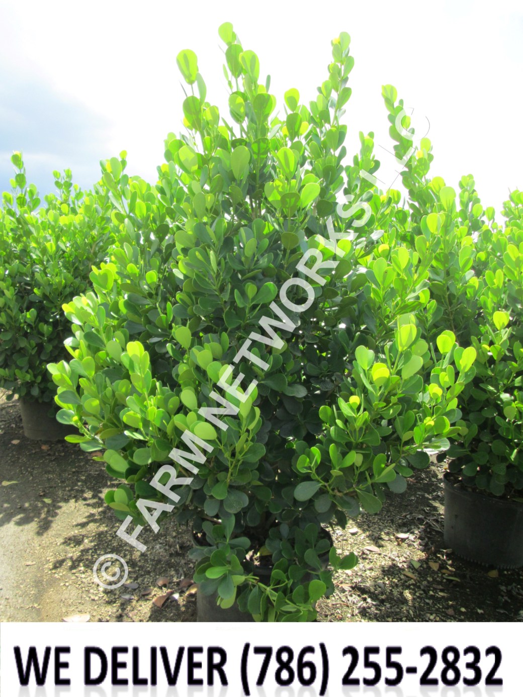 15 Gallon-Clusia Nursery