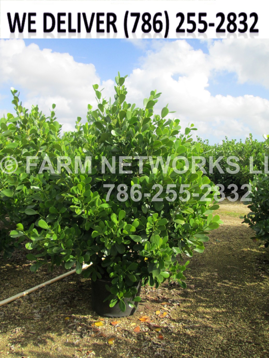 30 Gallon-Clusia Nursery