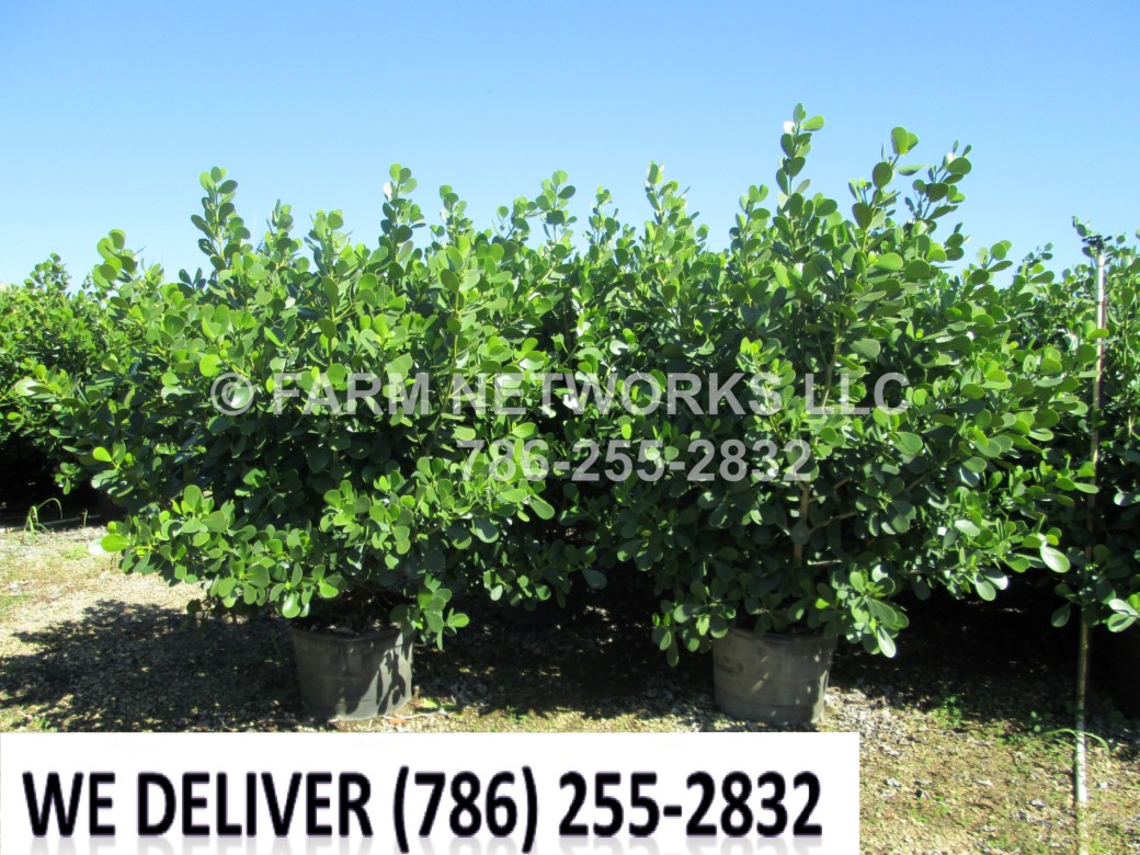 45 Gallon-Clusia Nursery